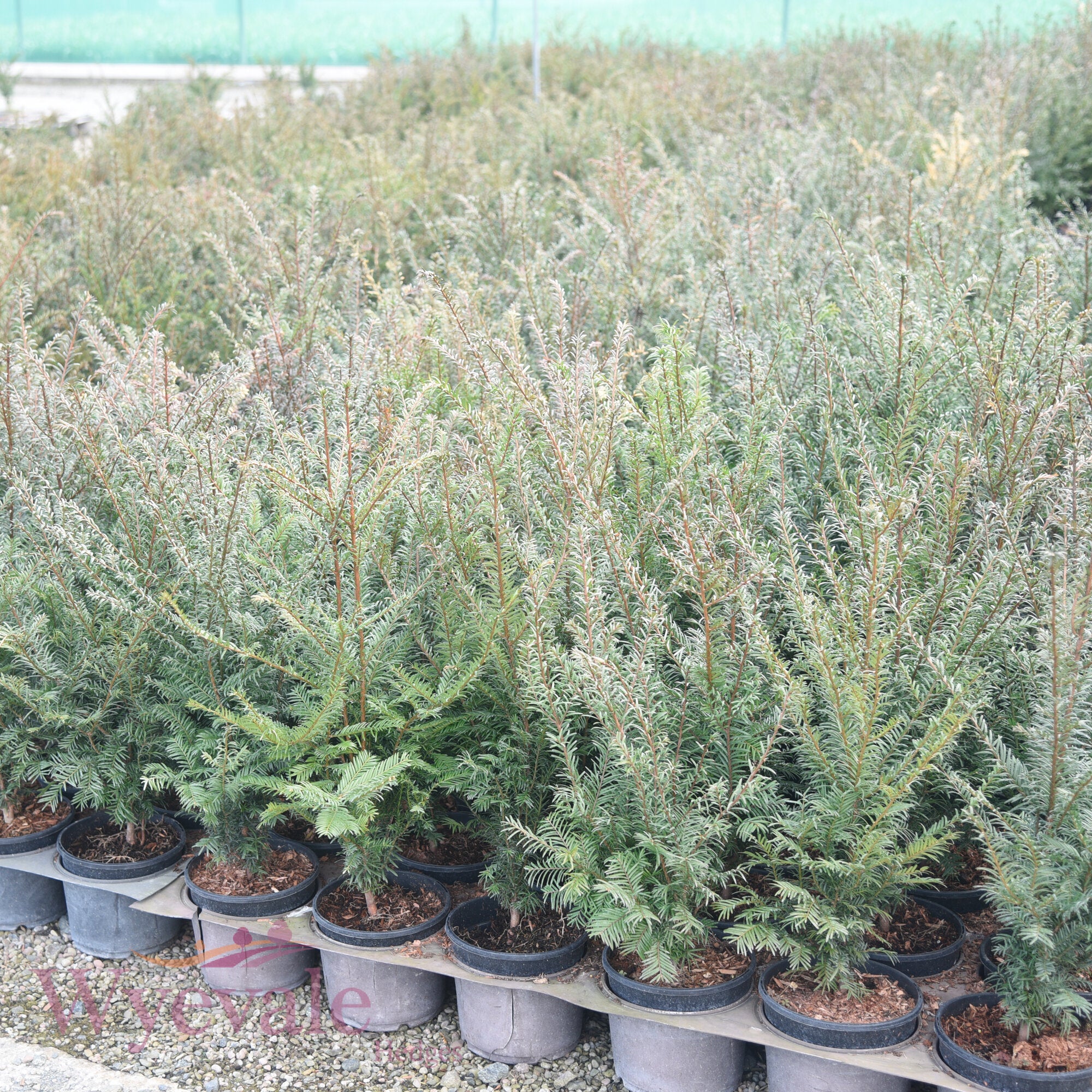 Taxus baccata (Yew)