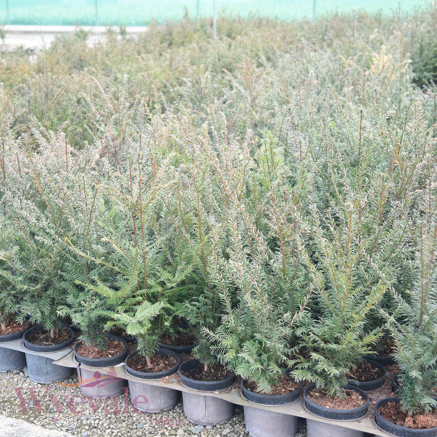 Taxus baccata (Yew)