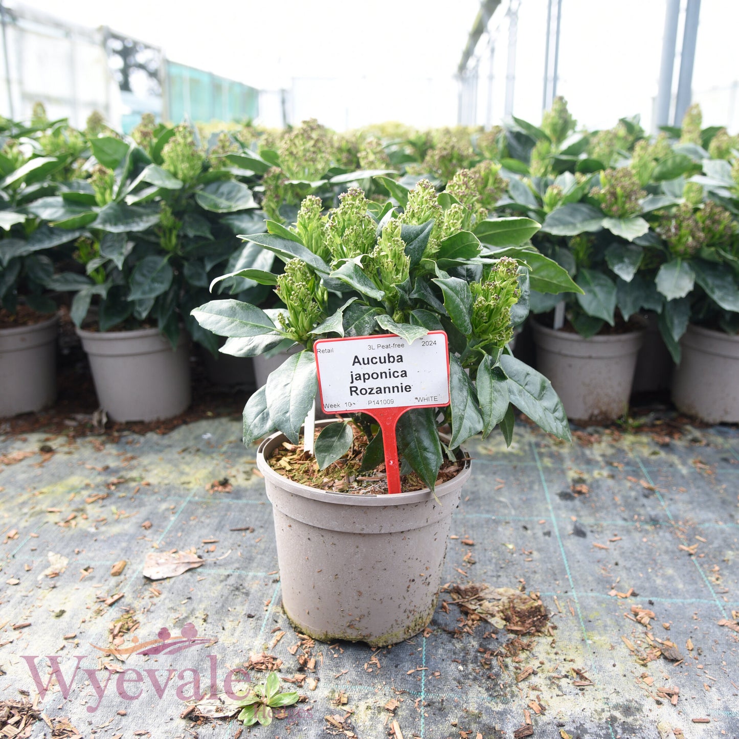 Aucuba japonica (Spotted Laurel) 'Rozannie'