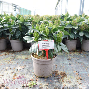 Aucuba japonica (Spotted Laurel) 'Rozannie'