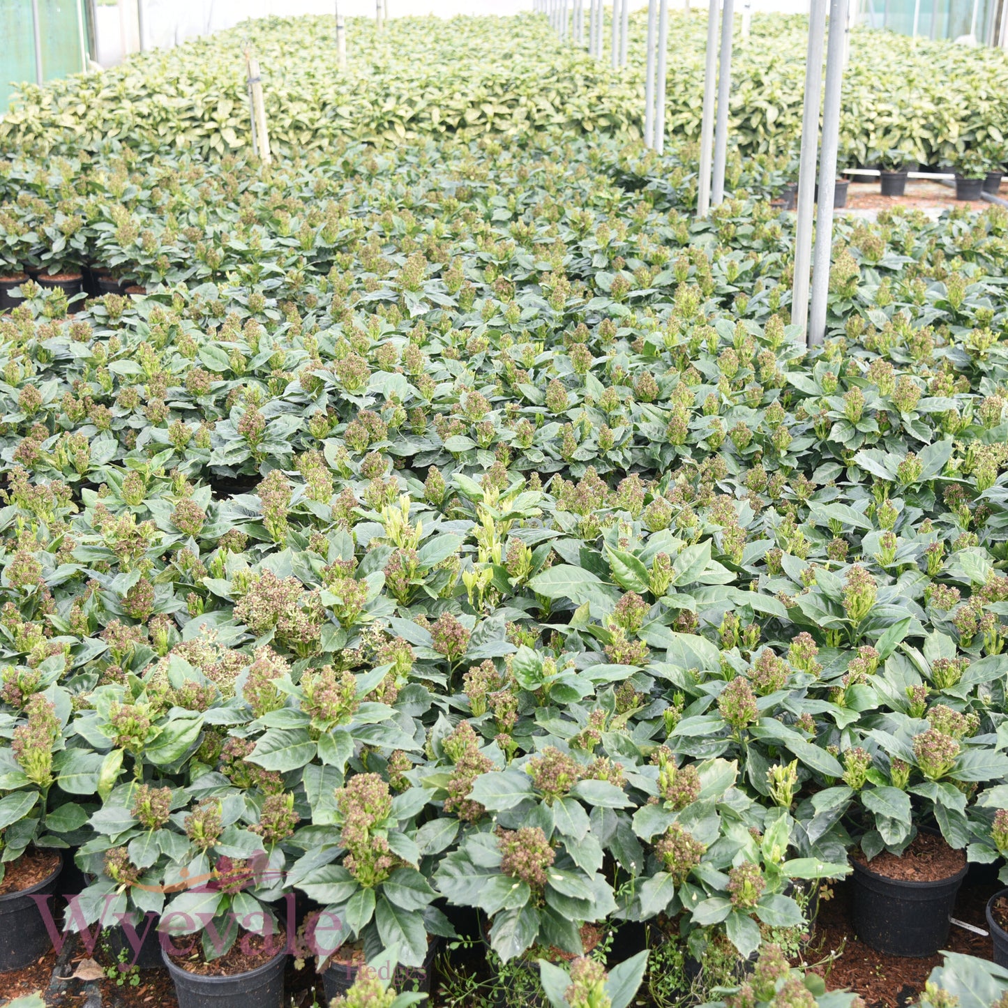 Aucuba japonica (Spotted Laurel) 'Rozannie'