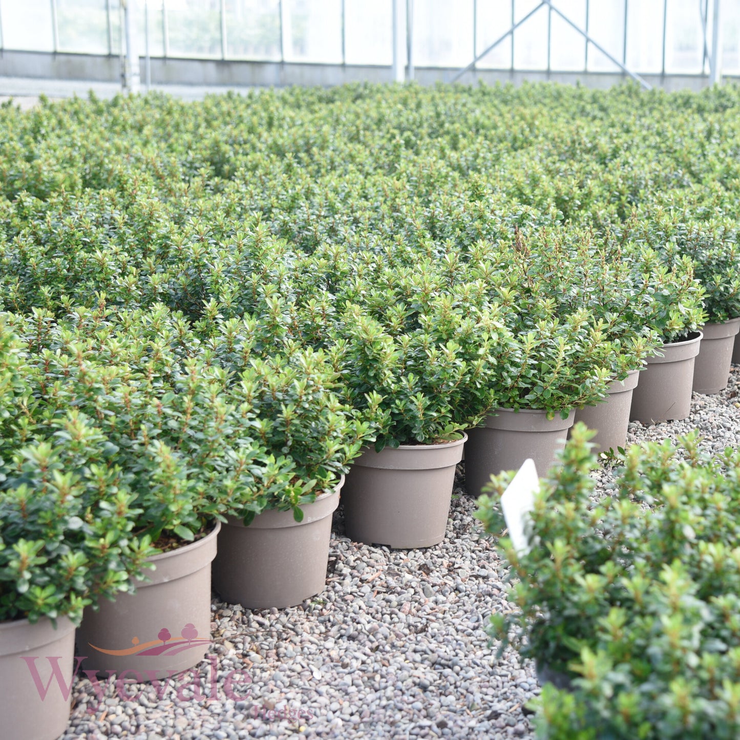 Escallonia 'Red Dream'
