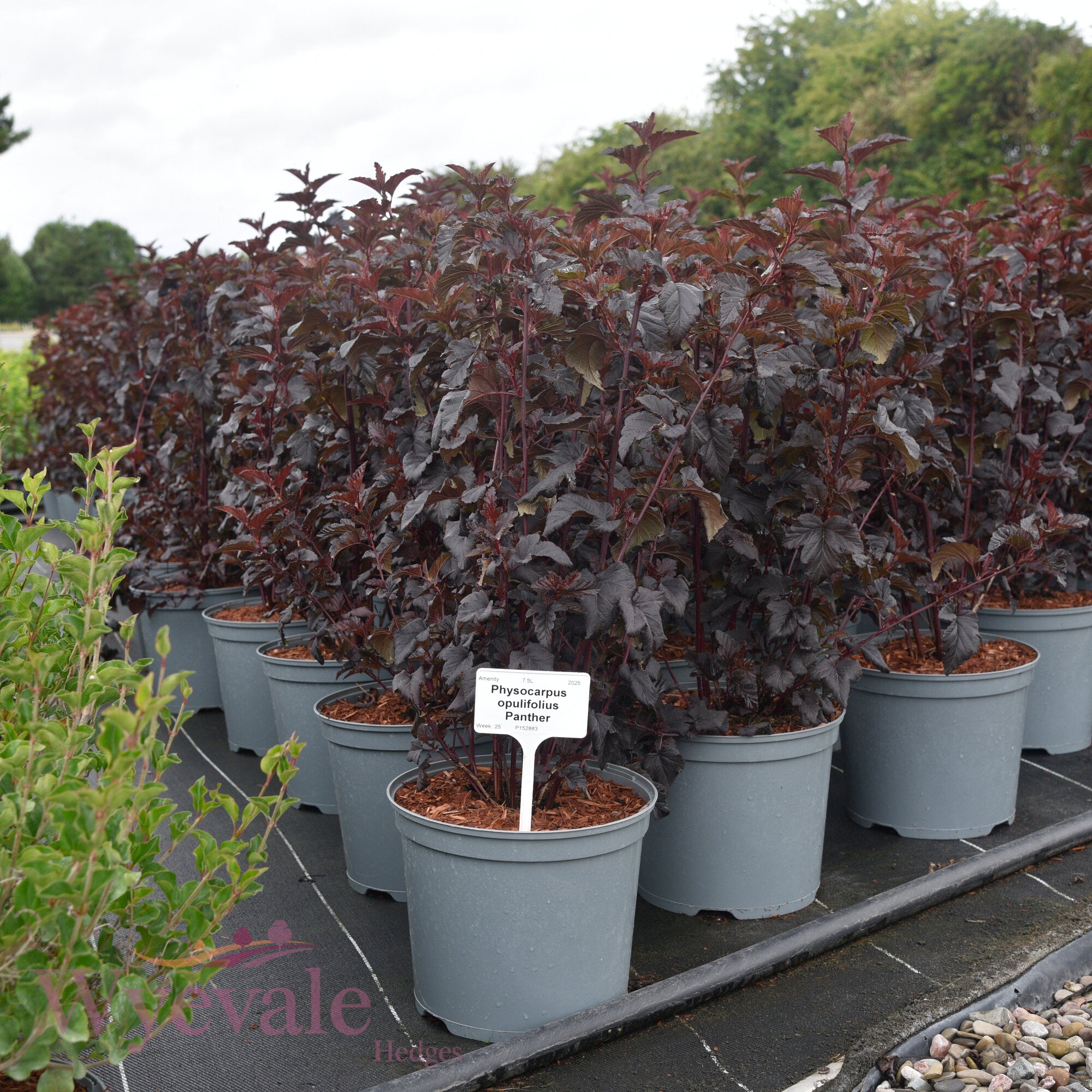 Physocarpus opulifolius (Ninebark) 'Panther'