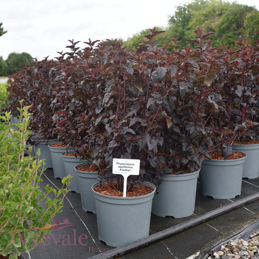 Physocarpus opulifolius (Ninebark) 'Panther'