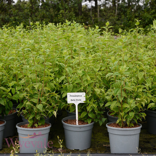 Philadelphus (Mock orange) 'Belle Etoile'