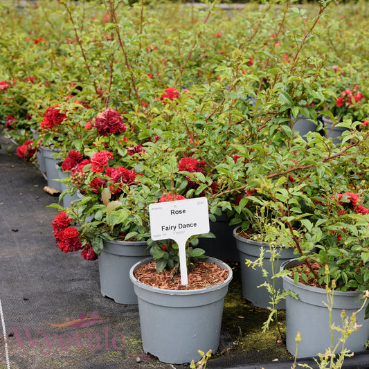 Rose 'Fairy Dance'
