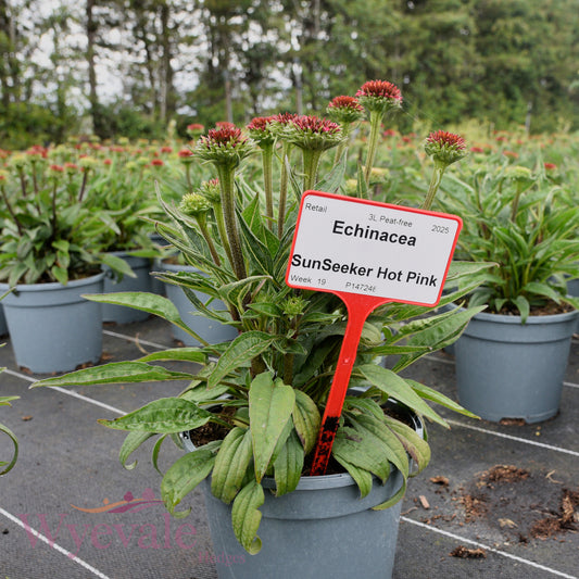 Echinacea (Coneflower) 'SunSeeker Hot Pink'