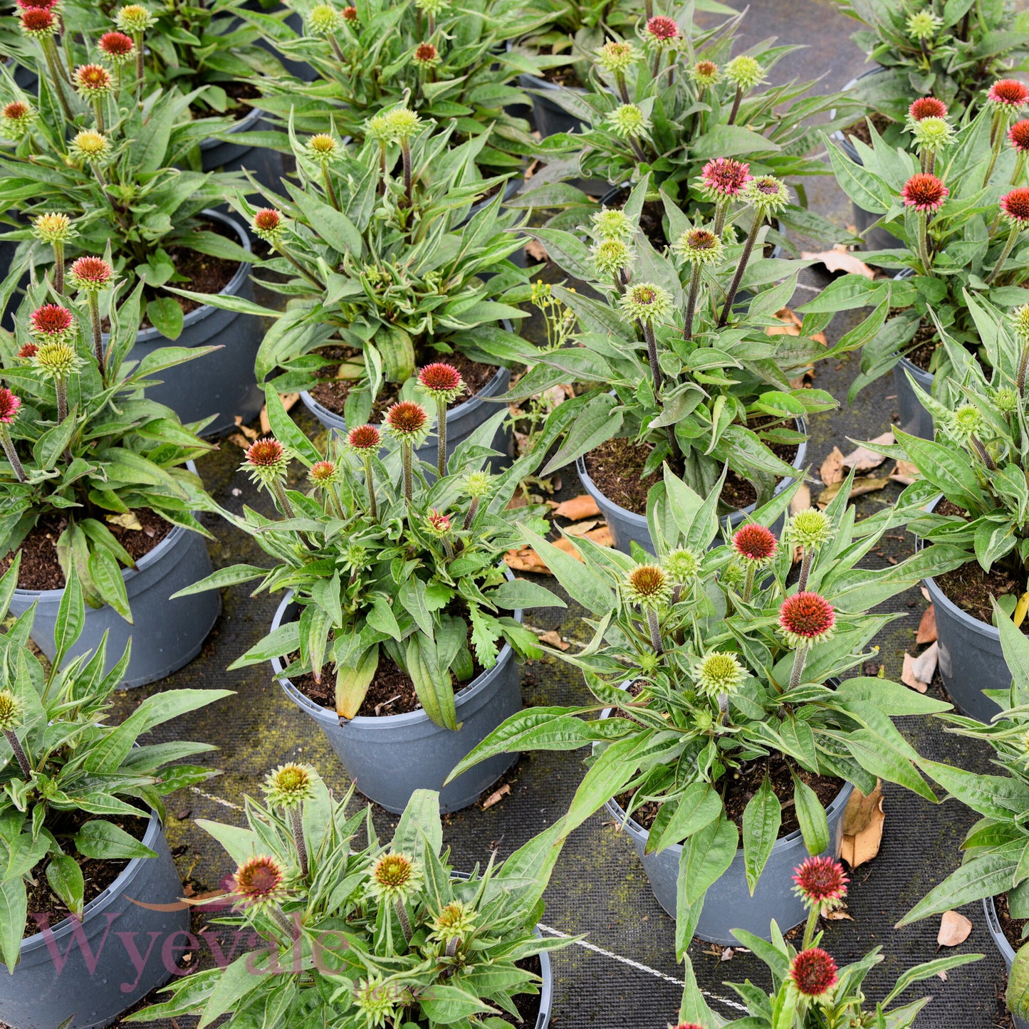 Echinacea (Coneflower) 'SunSeeker Hot Pink'