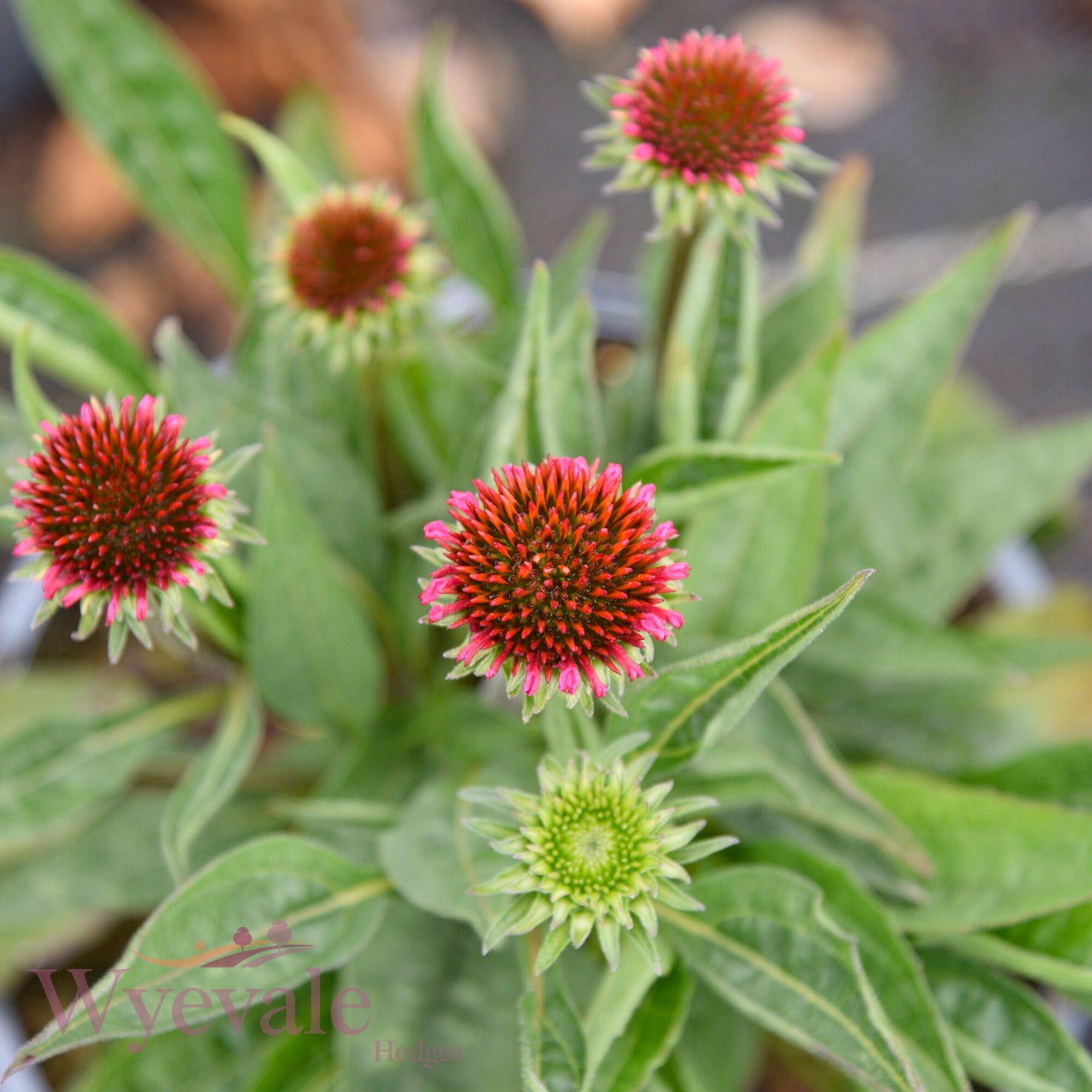 Echinacea (Coneflower) 'SunSeeker Hot Pink'