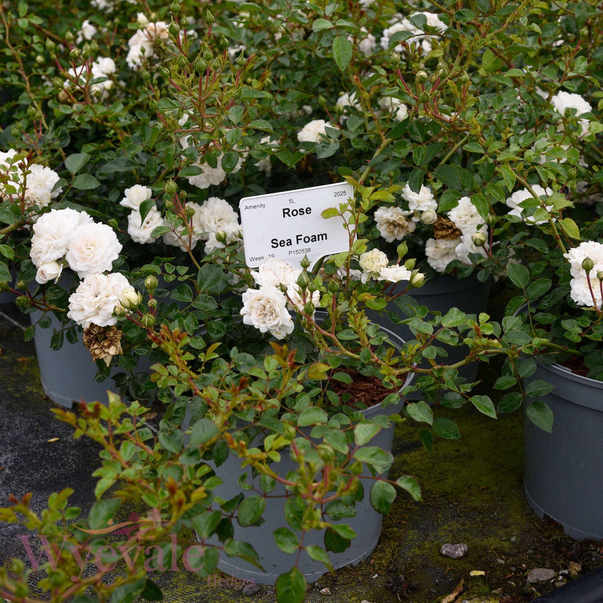 Rose 'Sea Foam'