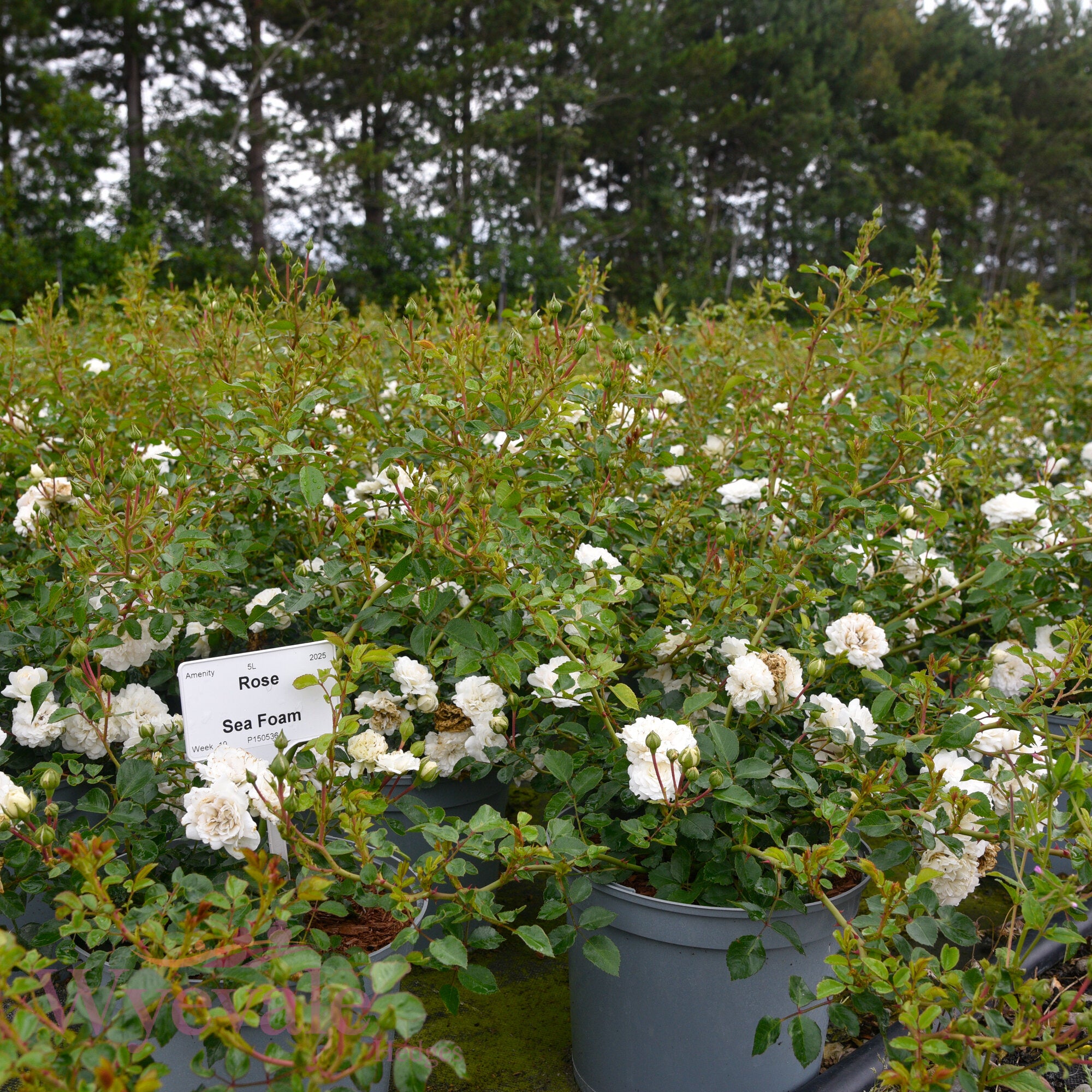 Rose 'Sea Foam'