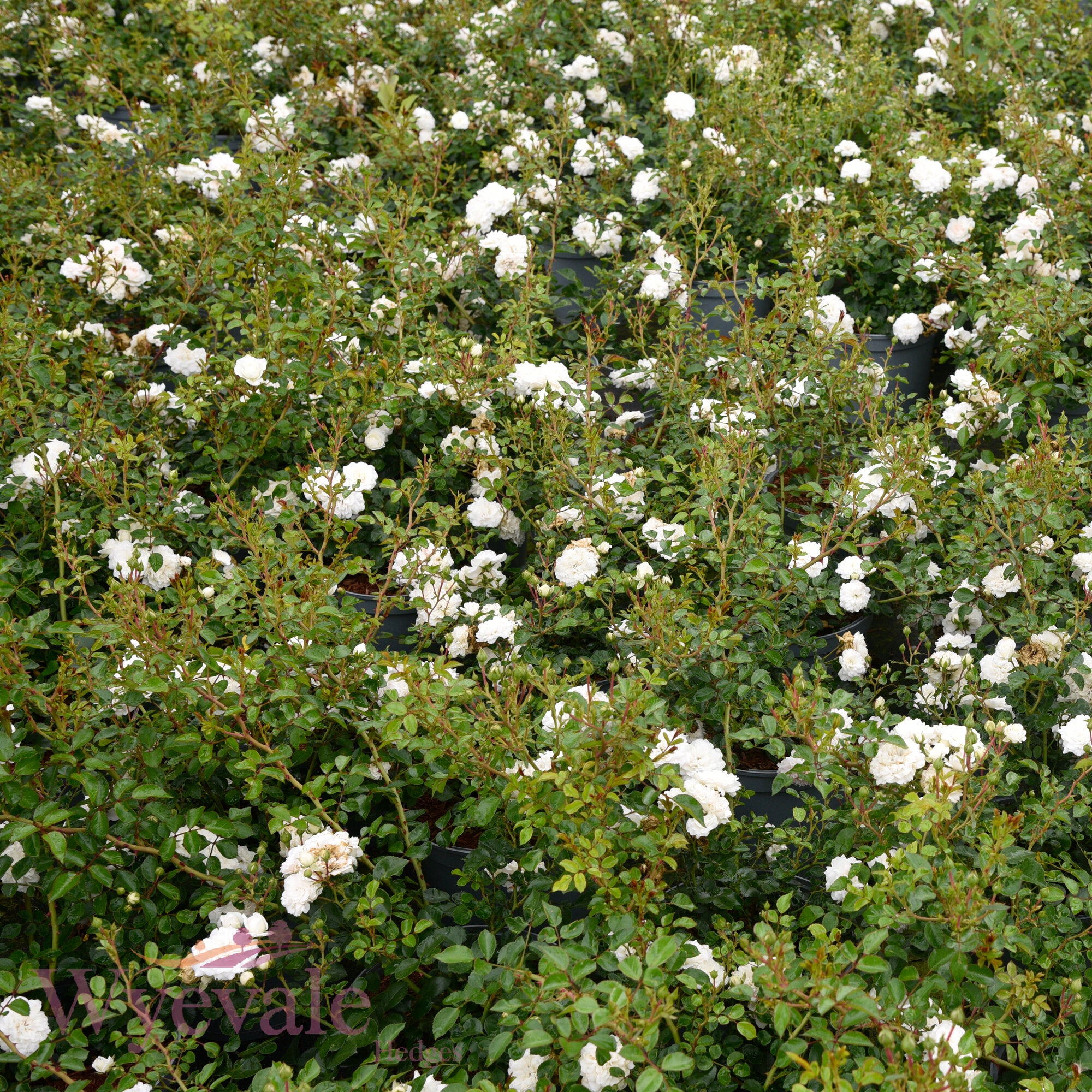 Rose 'Sea Foam'