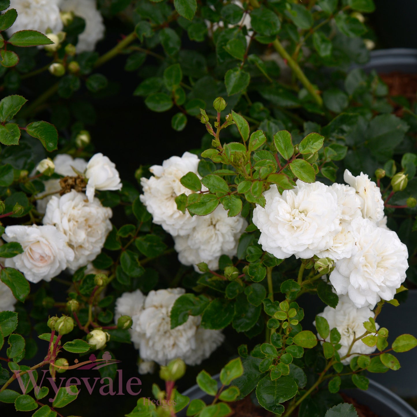 Rose 'Sea Foam'