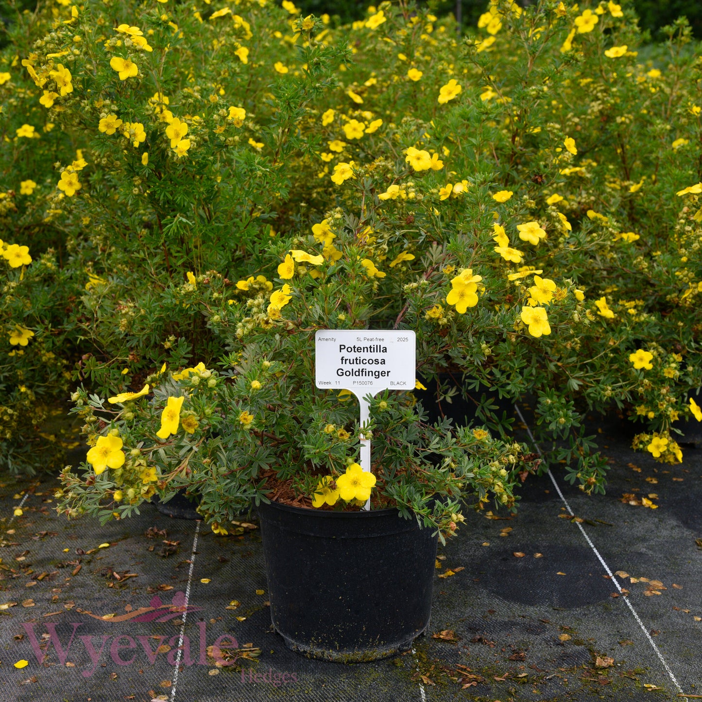 Potentilla fruticosa (Cinquefoil) 'Goldfinger'