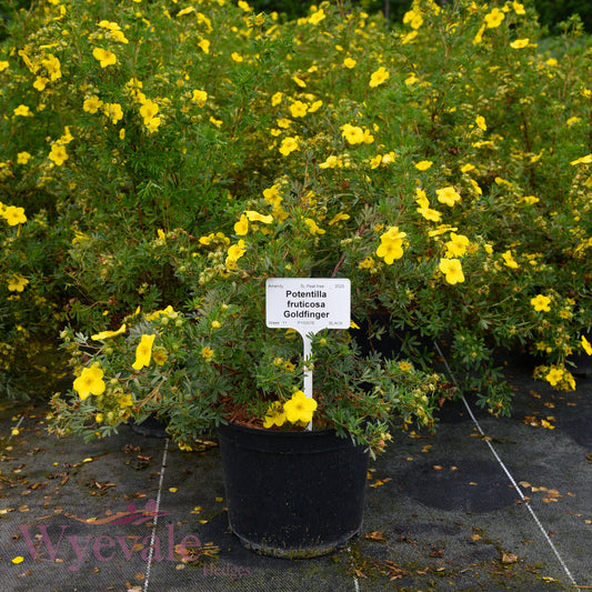 Potentilla fruticosa (Cinquefoil) 'Goldfinger'