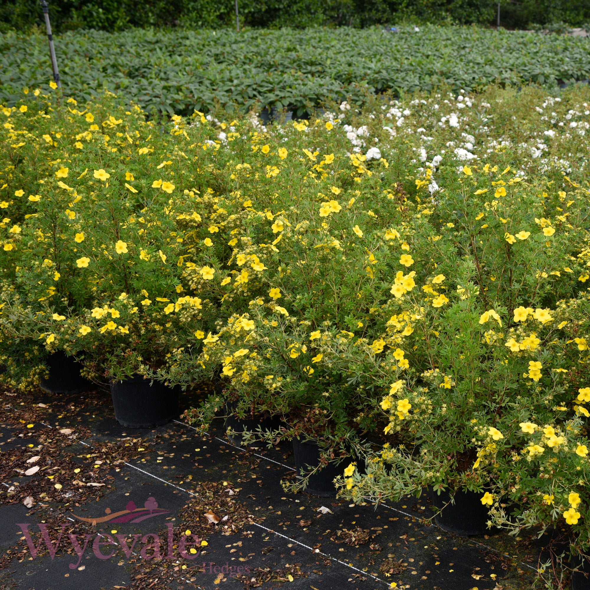 Potentilla fruticosa (Cinquefoil) 'Goldfinger'