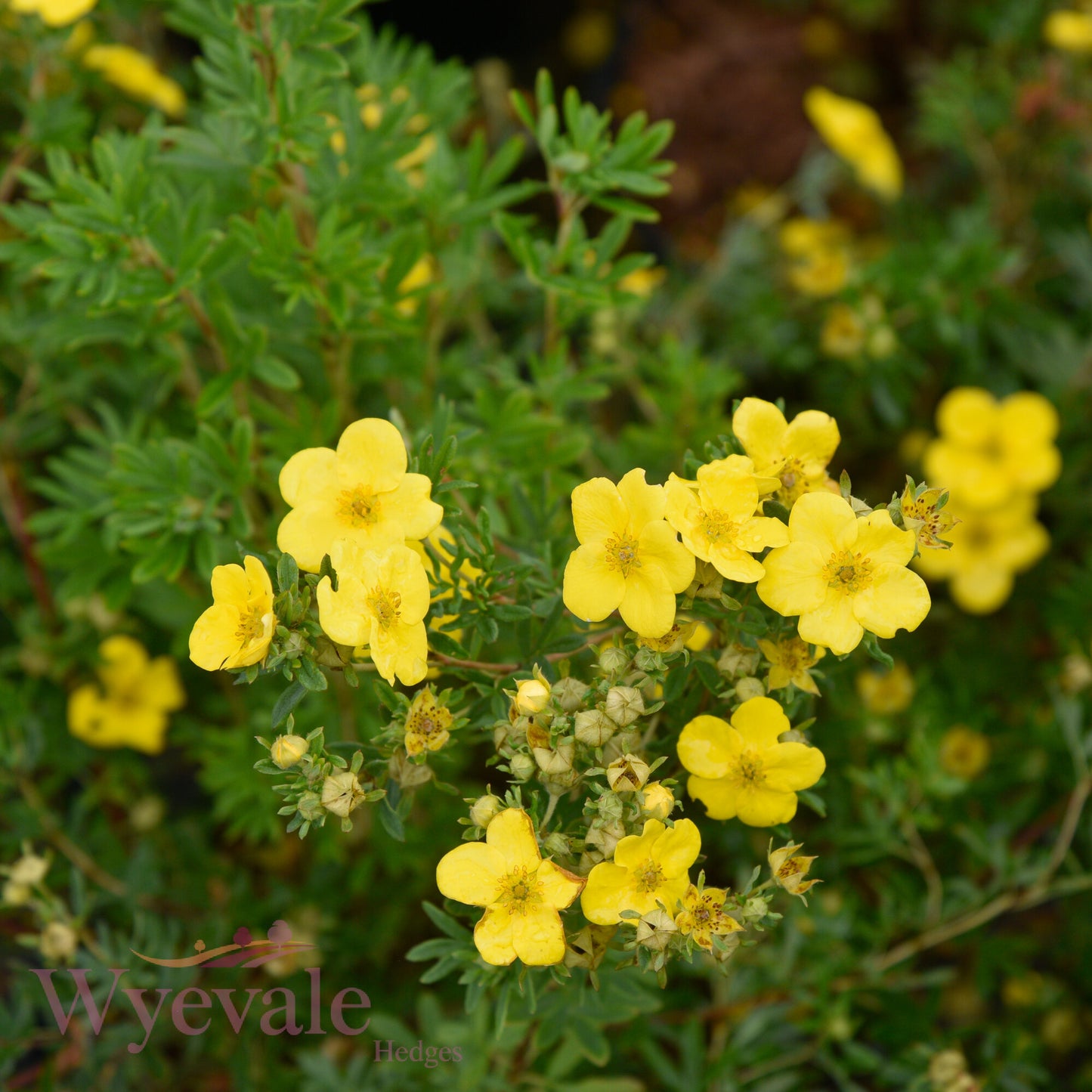Potentilla fruticosa (Cinquefoil) 'Goldfinger'
