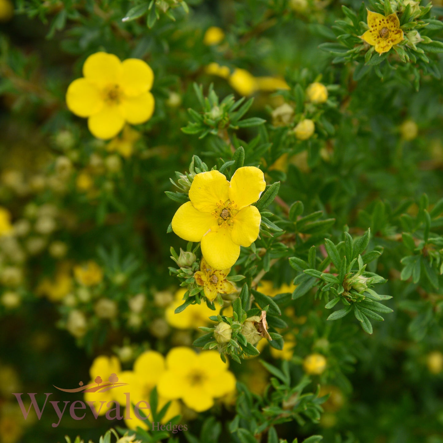Potentilla fruticosa (Cinquefoil) 'Goldfinger'