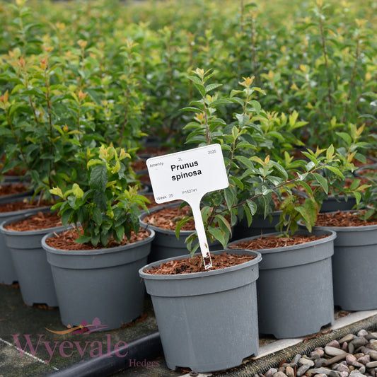 Prunus spinosa (Blackthorn)