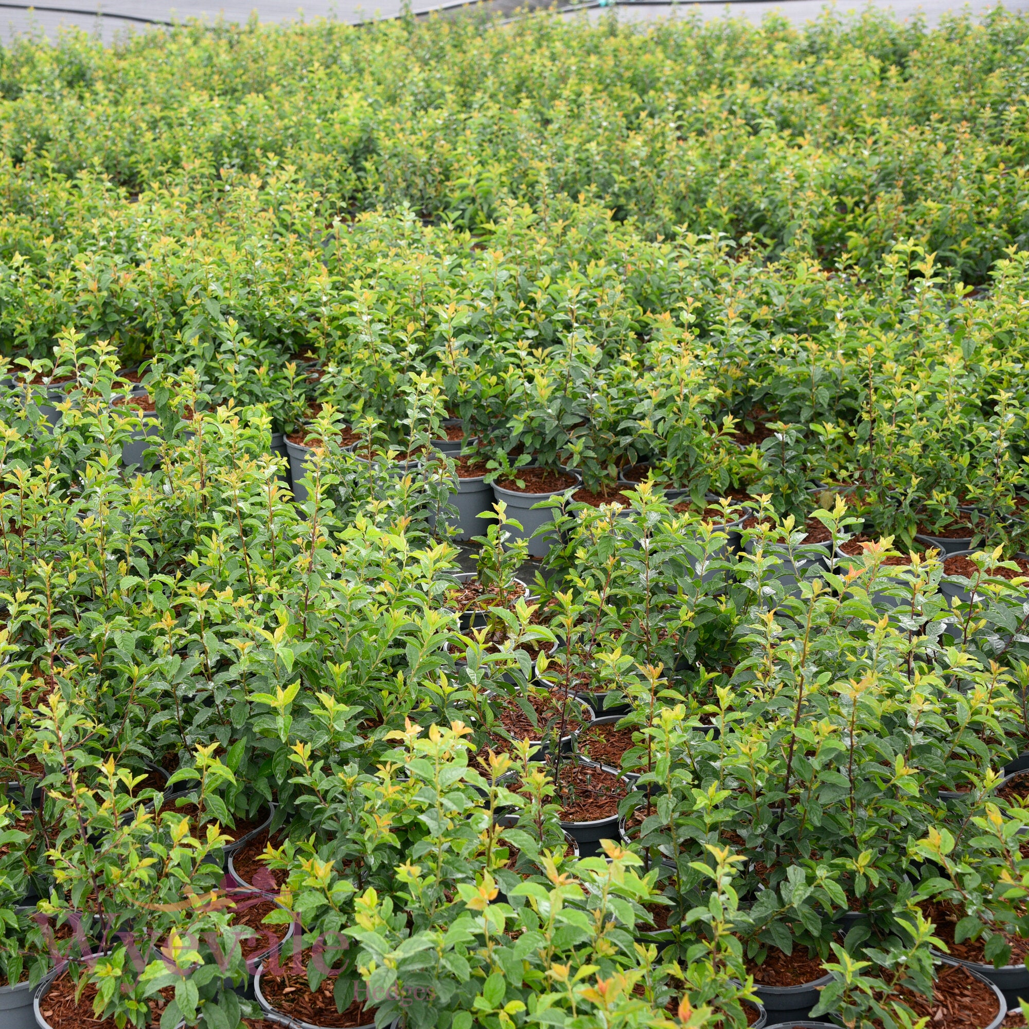 Prunus spinosa (Blackthorn)