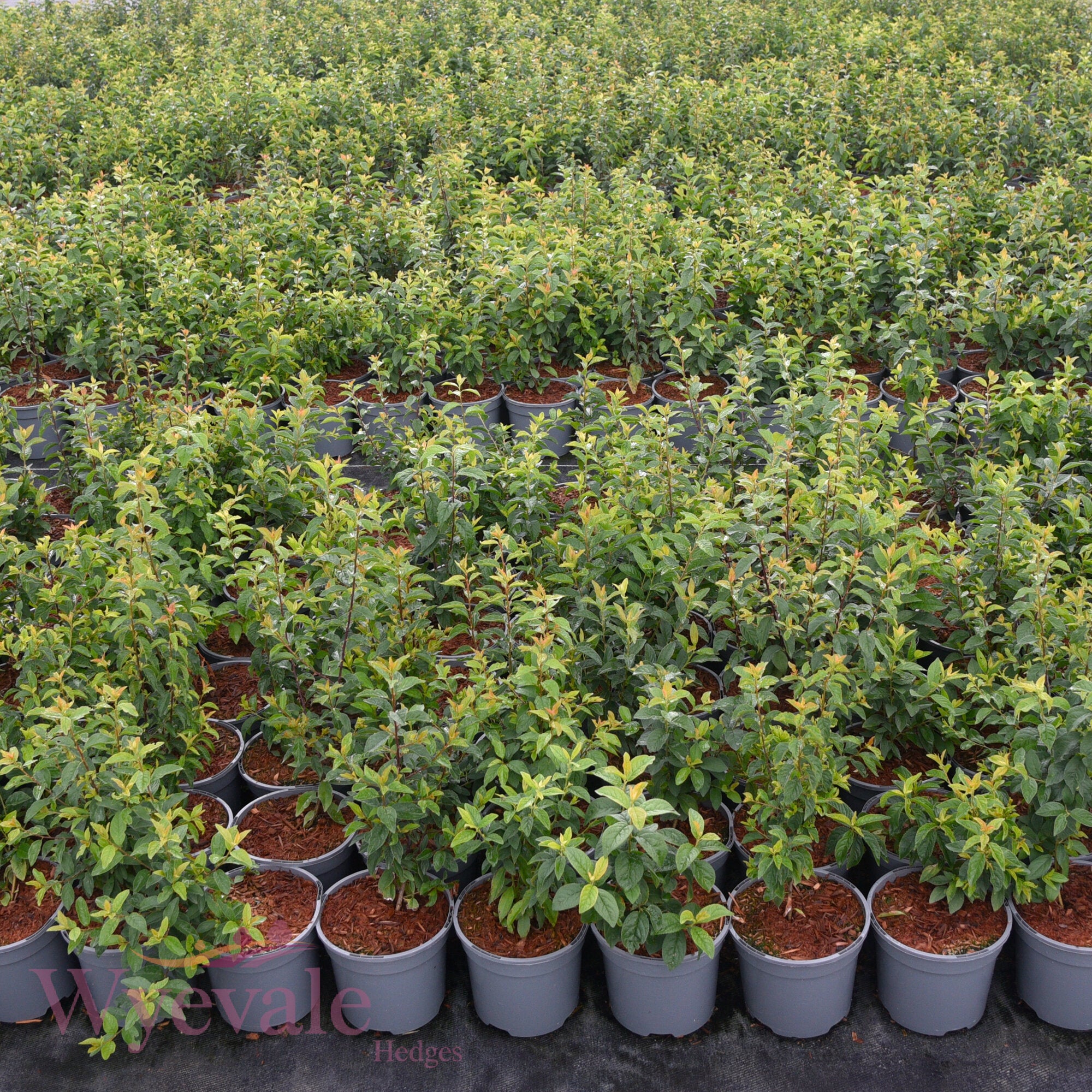Prunus spinosa (Blackthorn)
