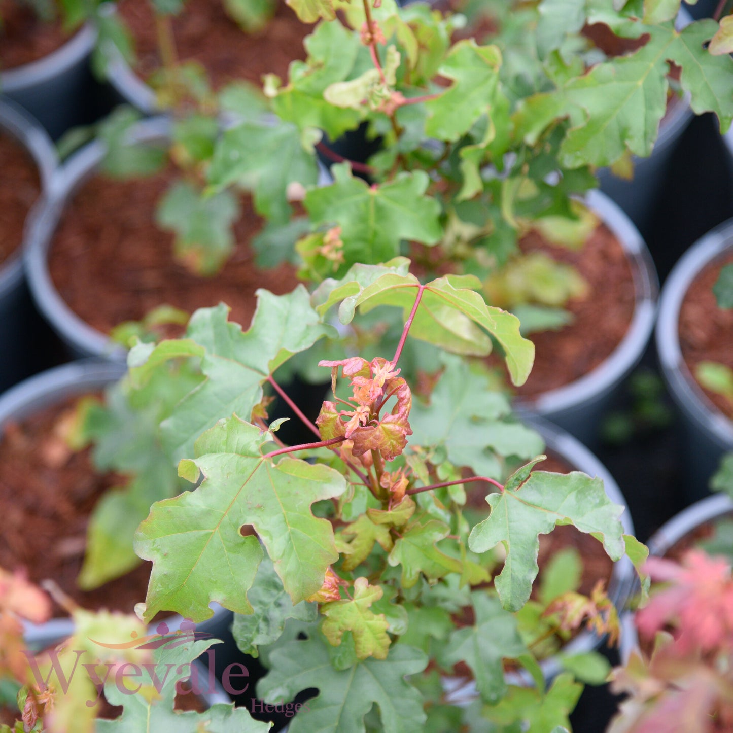 Acer campestre (Field maple)