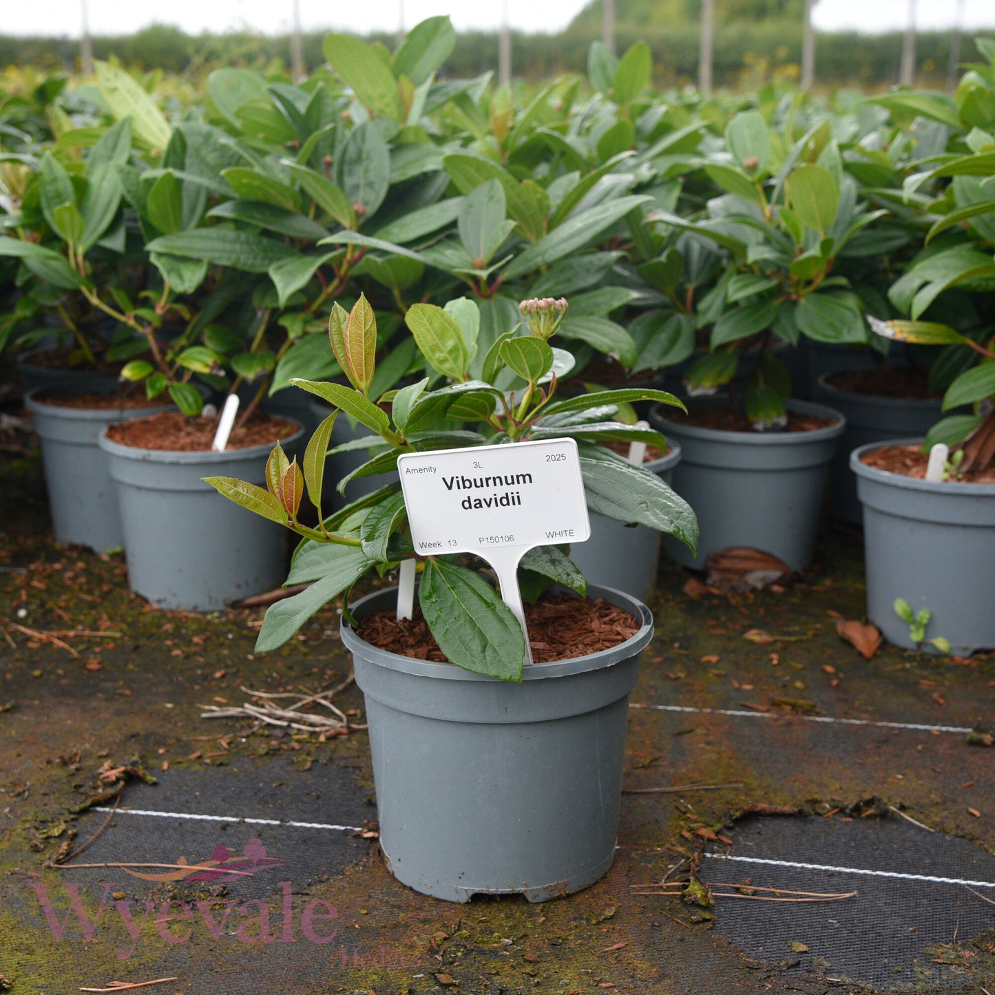 Viburnum davidii (David Viburnum)
