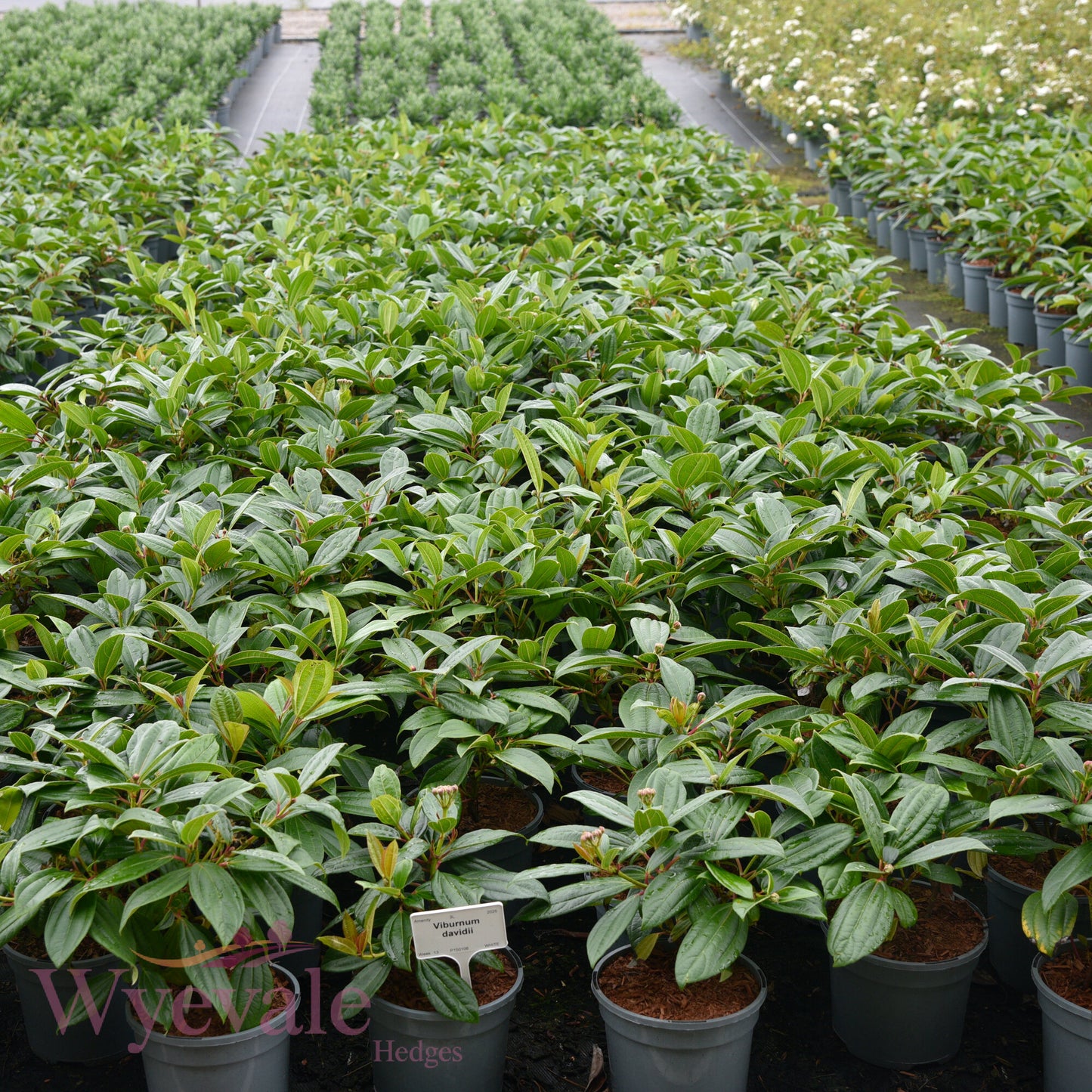 Viburnum davidii (David Viburnum)