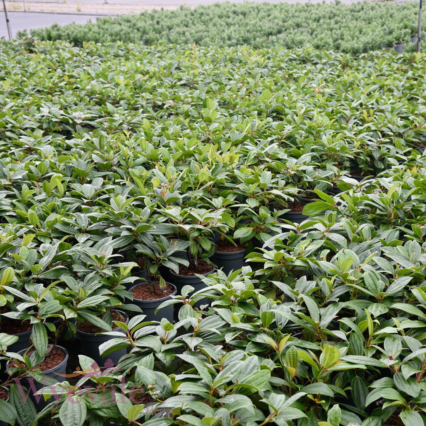 Viburnum davidii (David Viburnum)