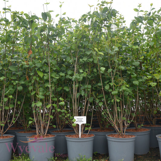 Viburnum dentata (Arrowwood) 'Blue Muffin'