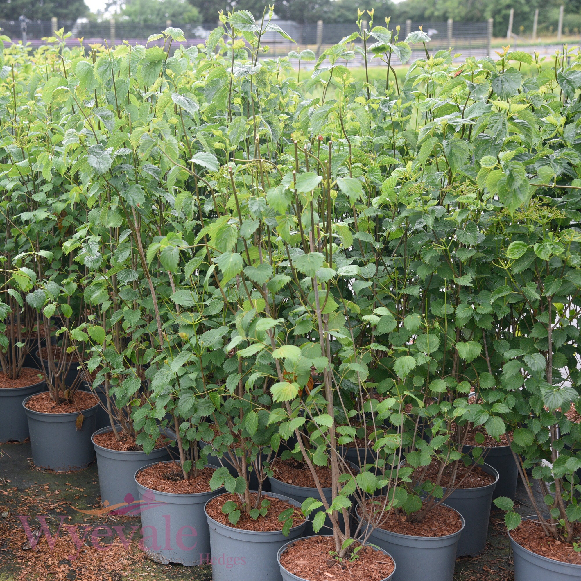 Viburnum dentata (Arrowwood) 'Blue Muffin'
