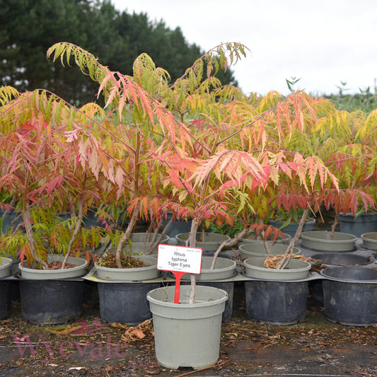 Rhus typhina (Stag's horn sumach) 'Tiger Eyes'