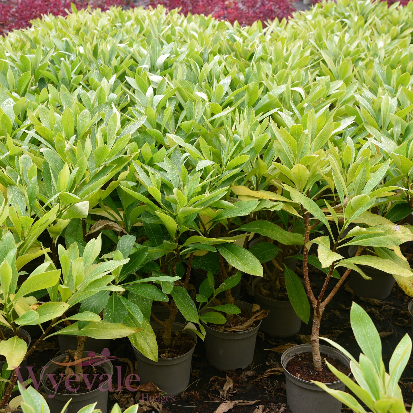 Edgeworthia chrysantha (Paper bush) 'Grandiflora'