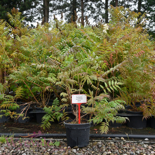 Sorbaria sorbifolia (False Spiraea) 'Sem'
