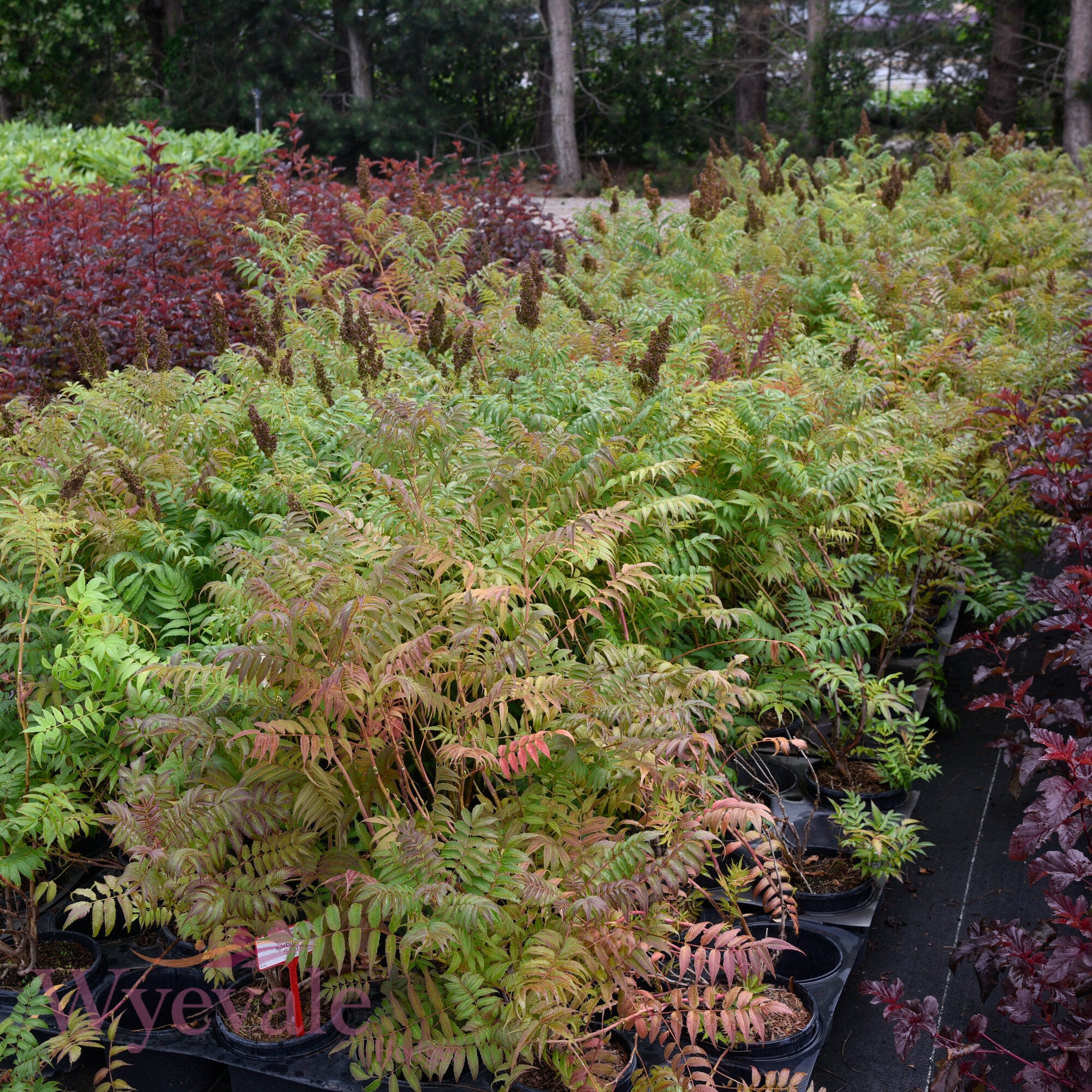 Sorbaria sorbifolia (False Spiraea) 'Sem'