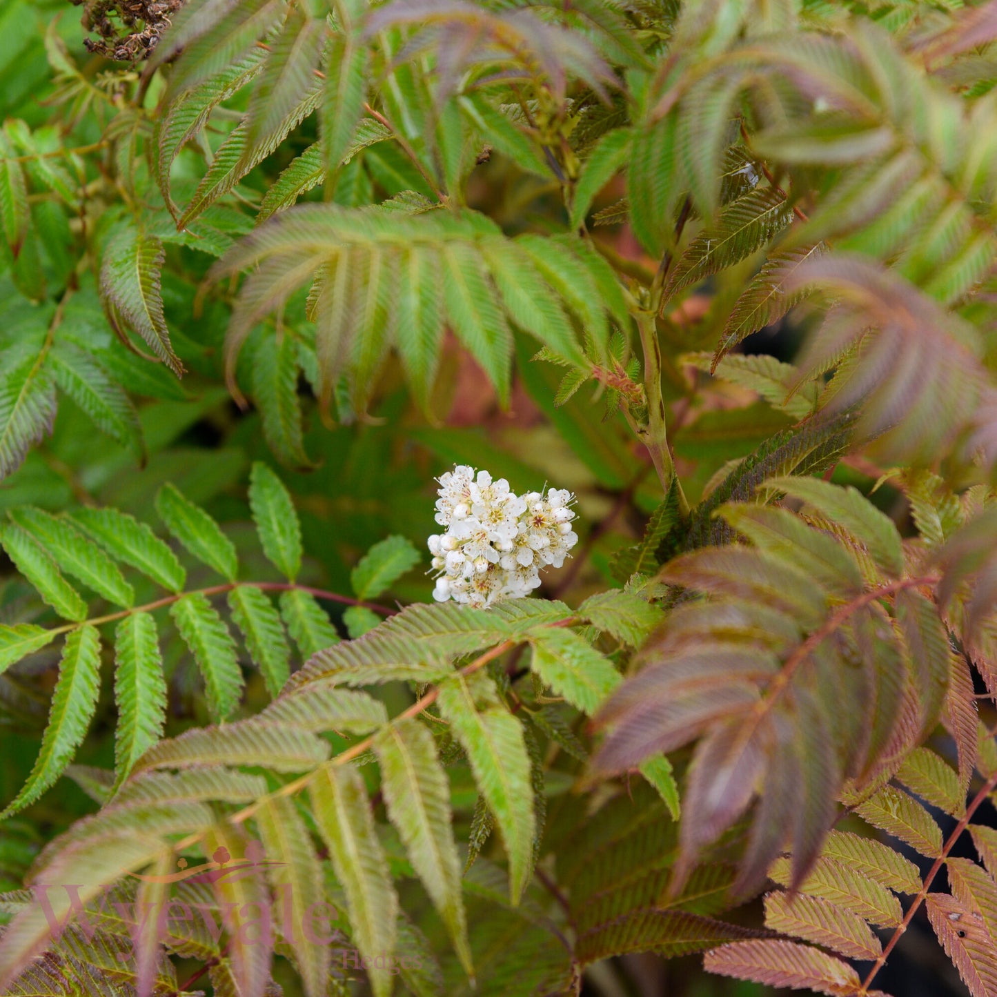 Sorbaria sorbifolia (False Spiraea) 'Sem'