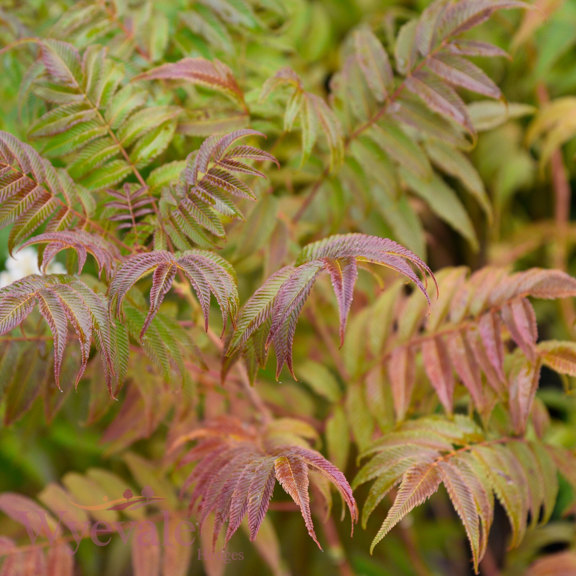 Sorbaria sorbifolia (False Spiraea) 'Sem'