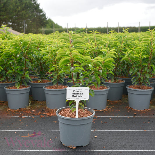 Prunus lusitanica (Portuguese Laurel) 'Myrtifolia'