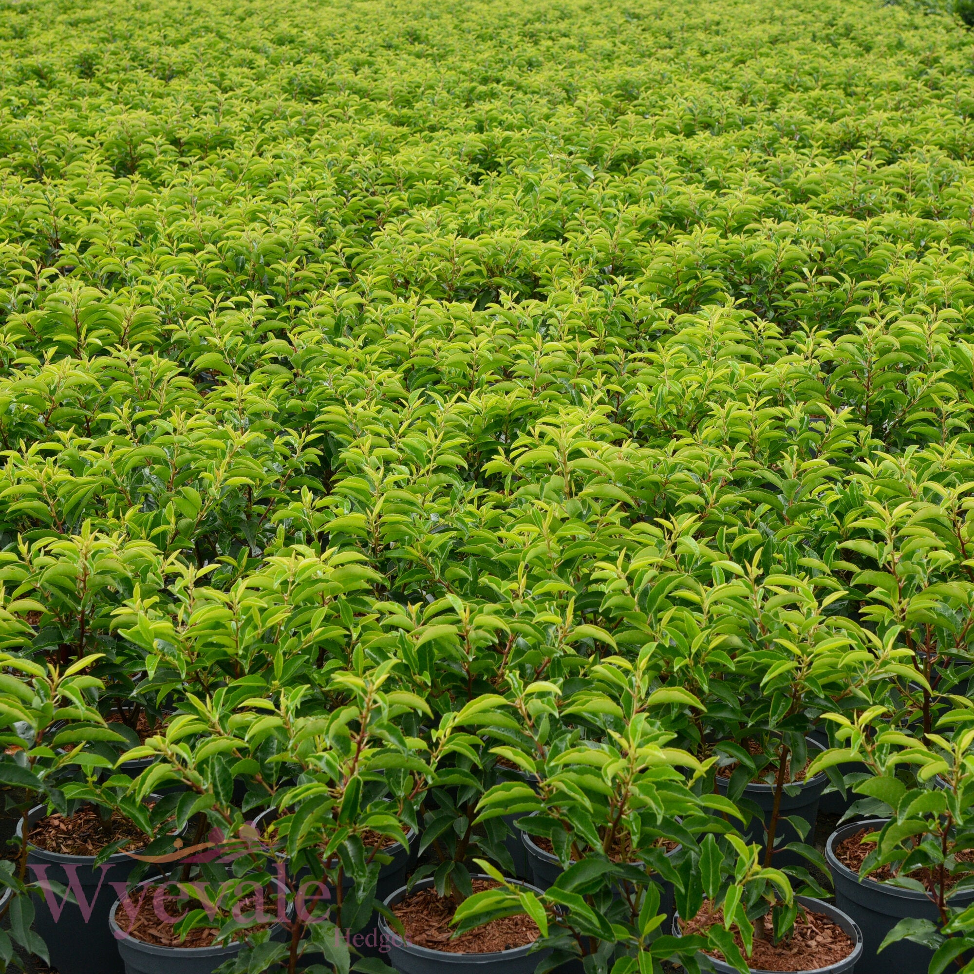 Prunus lusitanica (Portuguese Laurel) 'Myrtifolia'