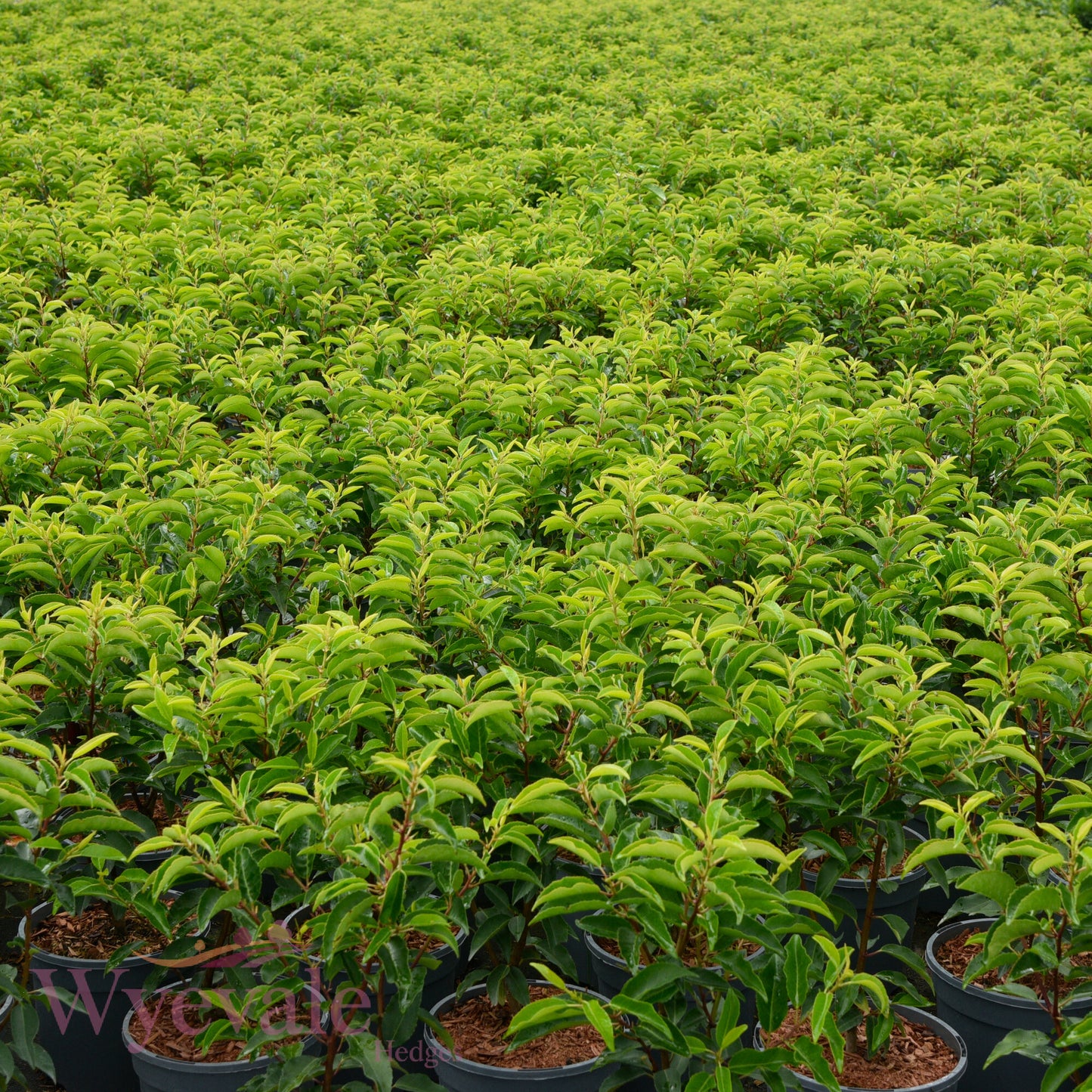Prunus lusitanica (Portuguese Laurel) 'Myrtifolia'