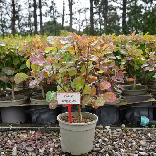 Cotinus (Smoke bush) 'Smokey Joe'