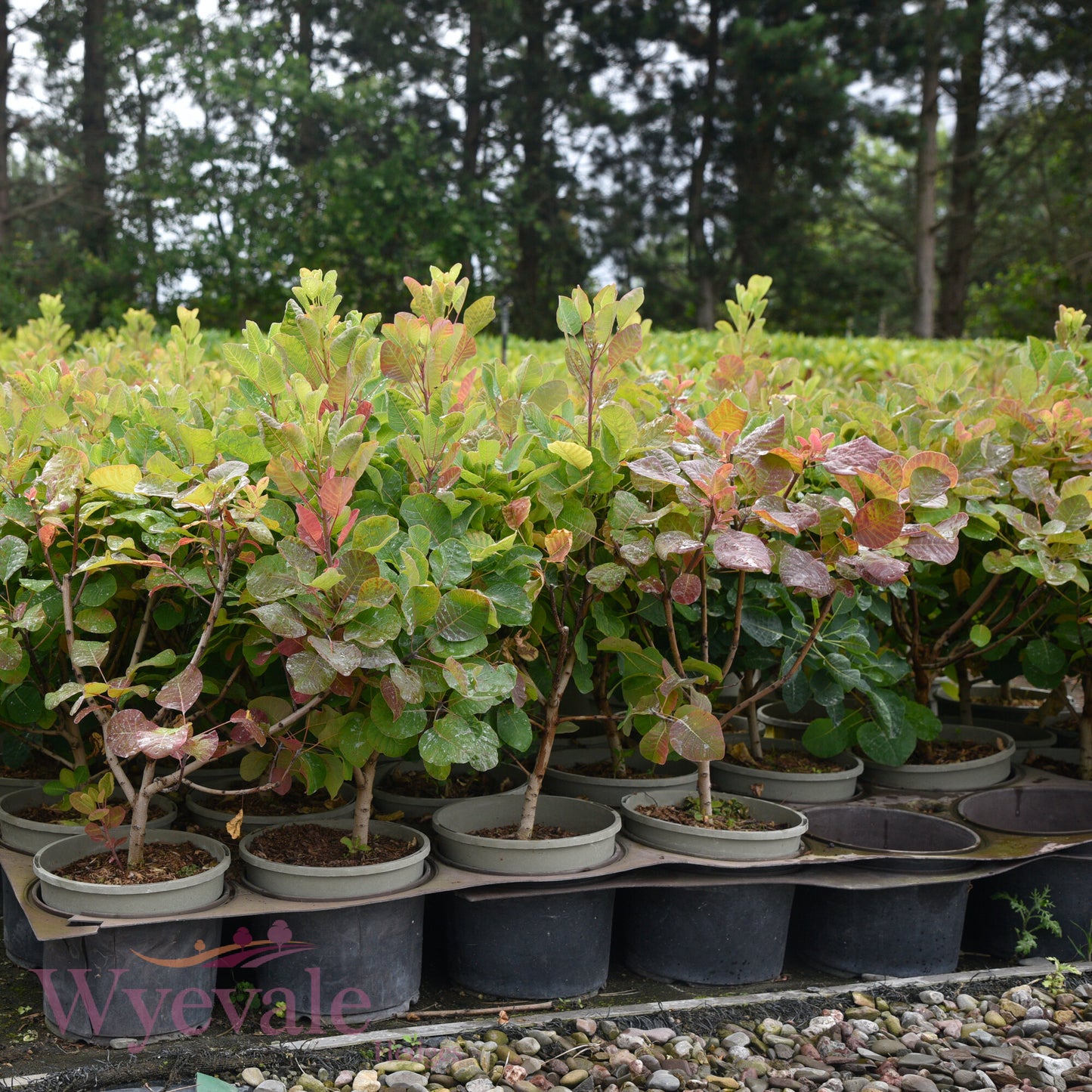 Cotinus (Smoke bush) 'Smokey Joe'