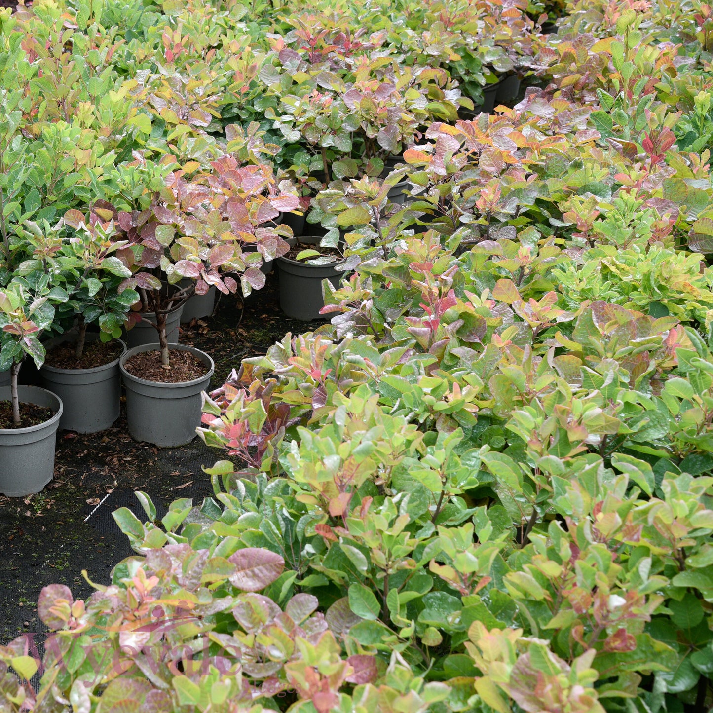 Cotinus (Smoke bush) 'Smokey Joe'