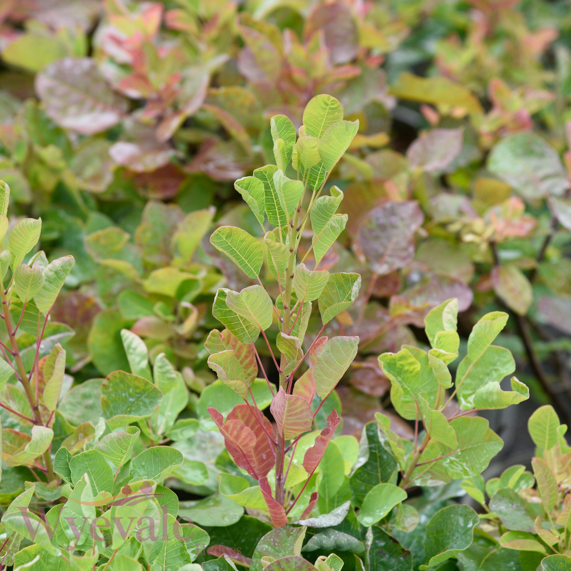 Cotinus (Smoke bush) 'Smokey Joe'