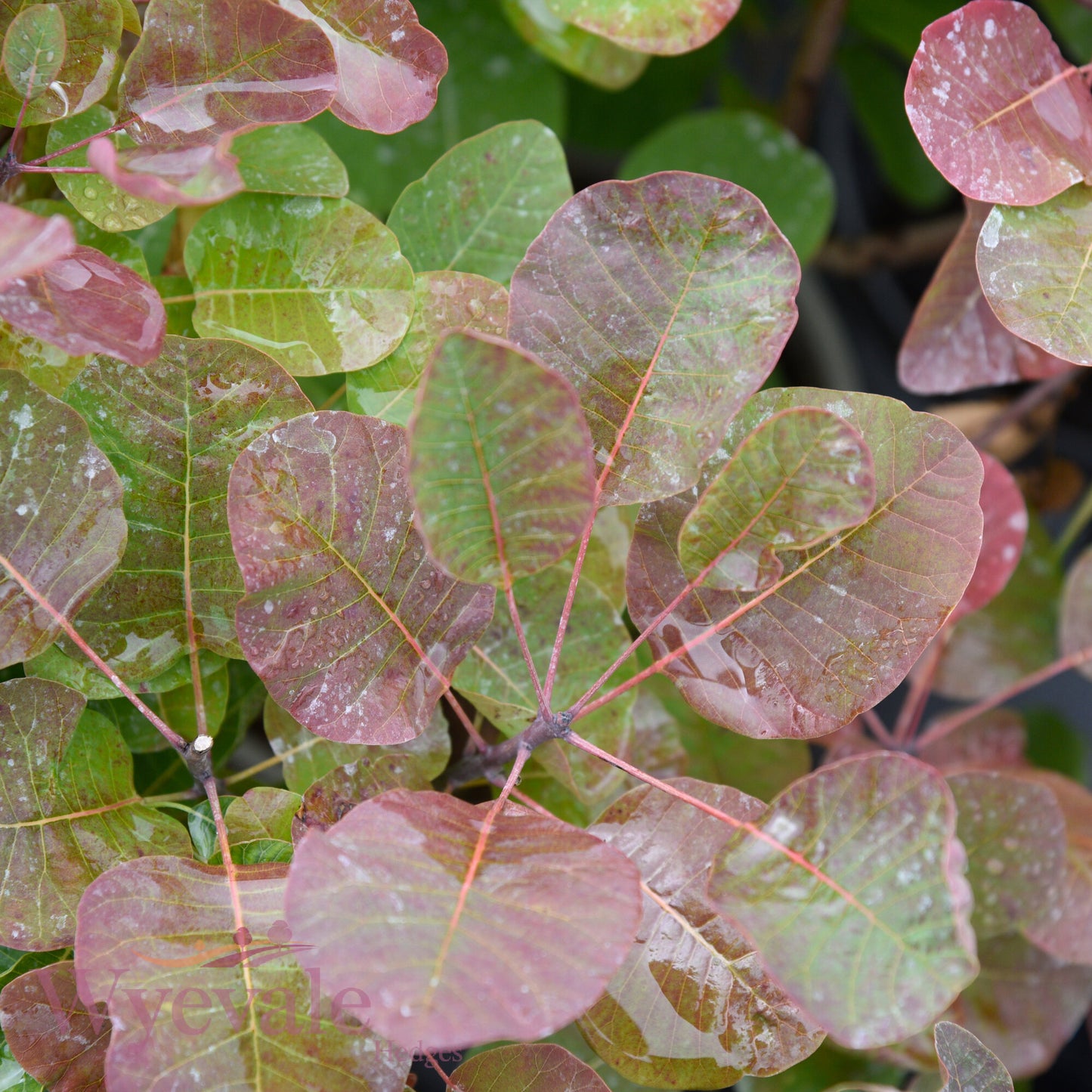 Cotinus (Smoke bush) 'Smokey Joe'