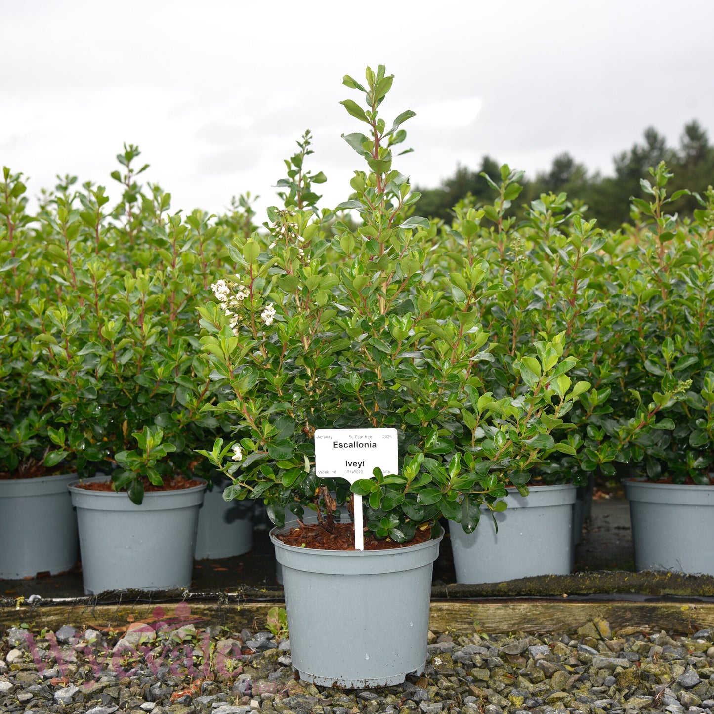 Escallonia 'Iveyi'