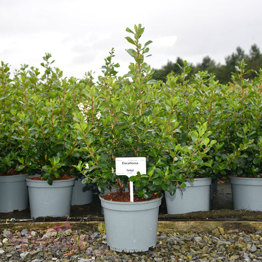 Escallonia 'Iveyi'
