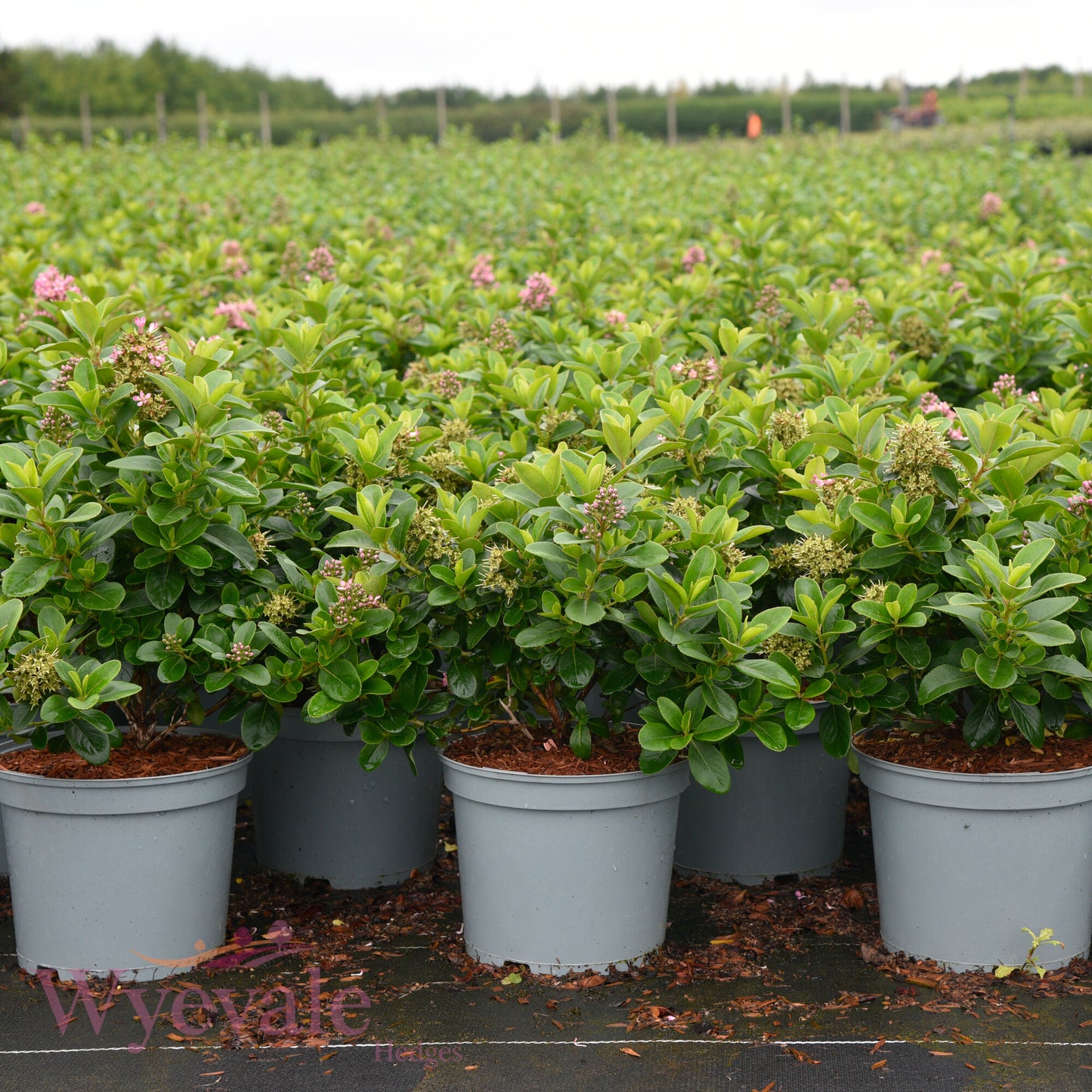 Escallonia laevis 'Pink Elle'