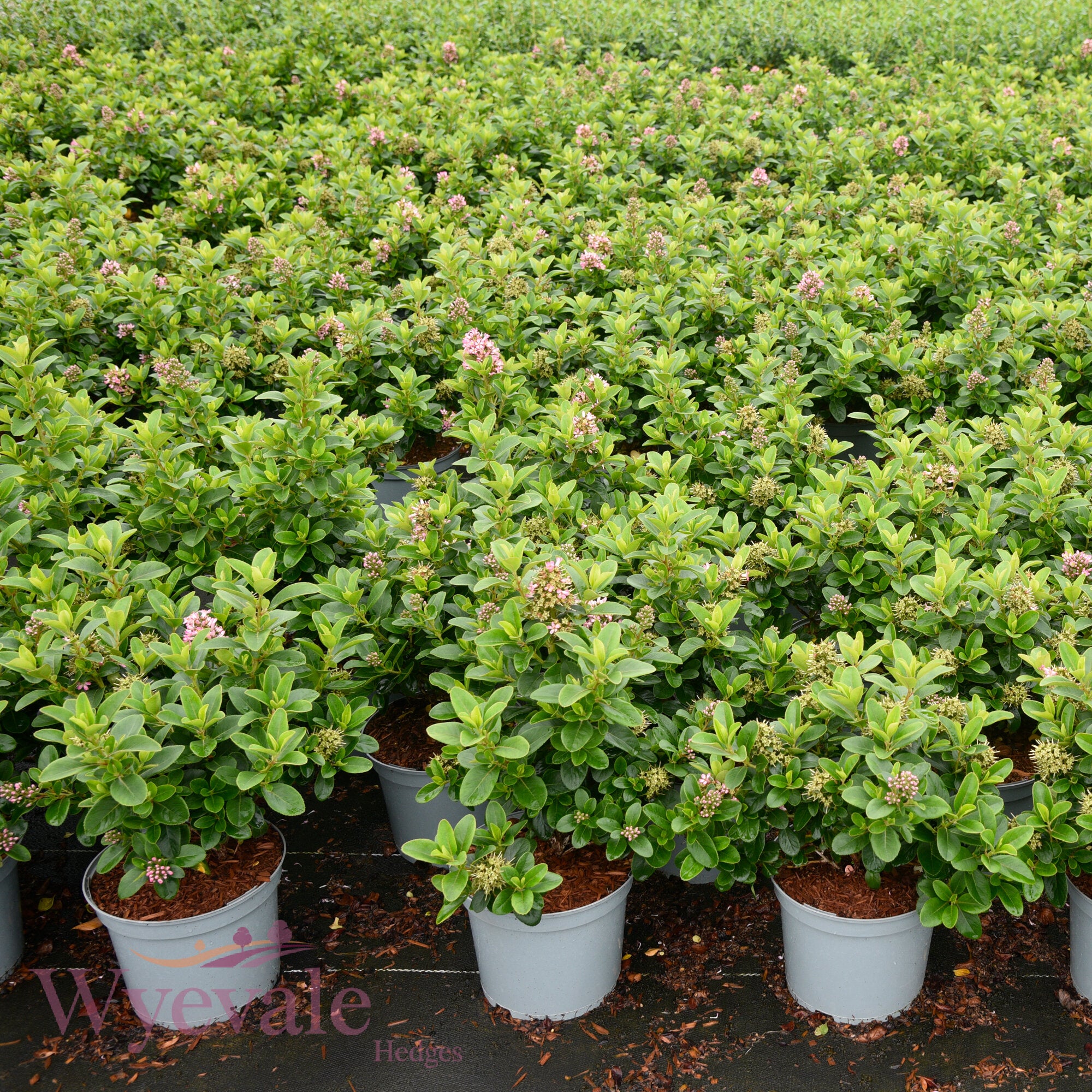 Escallonia laevis 'Pink Elle'