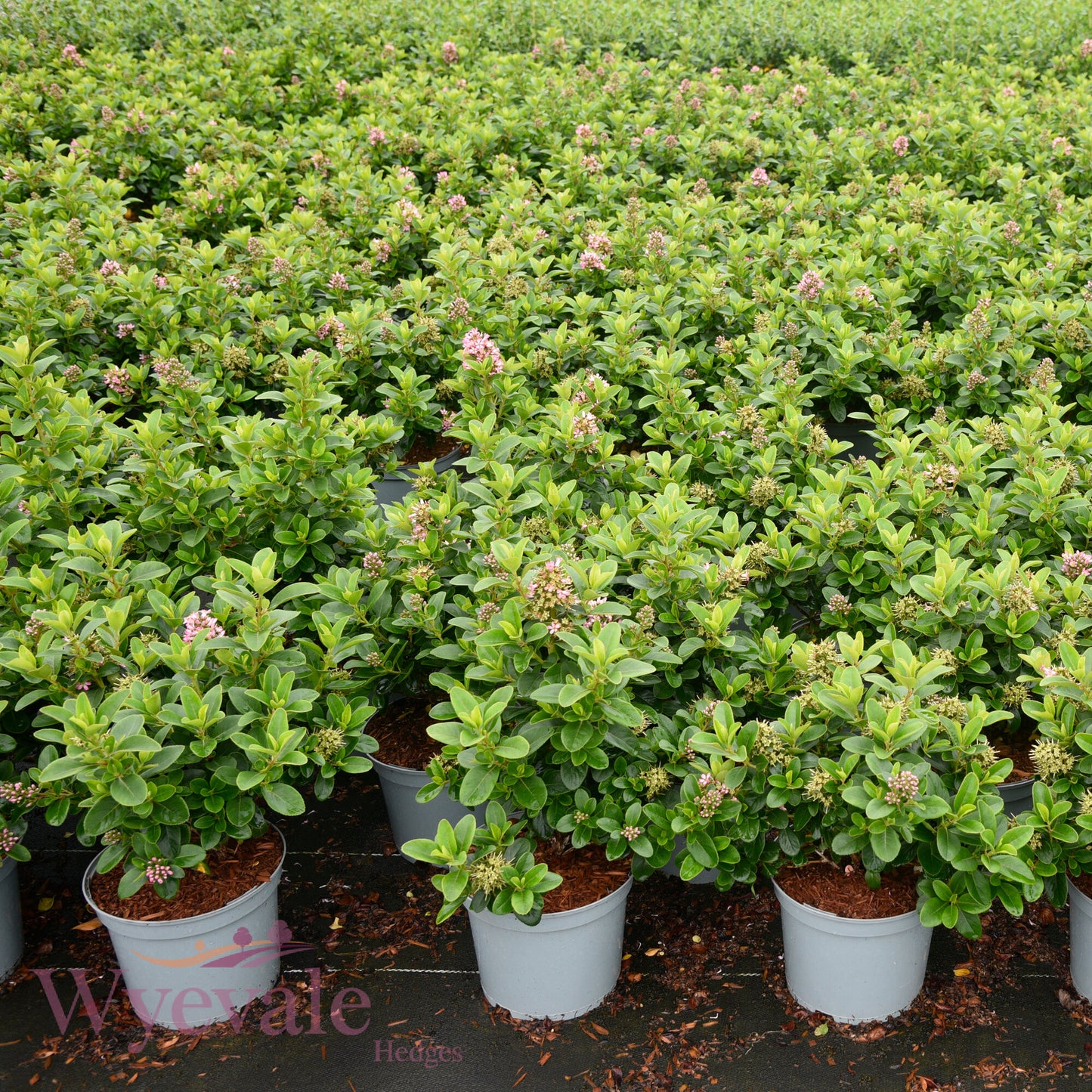 Escallonia laevis 'Pink Elle'
